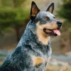 Black Australian Cattle Dog Diamond Painting
