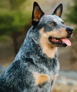 Black Australian Cattle Dog Diamond Painting