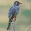 Black Bulbul Diamond Painting