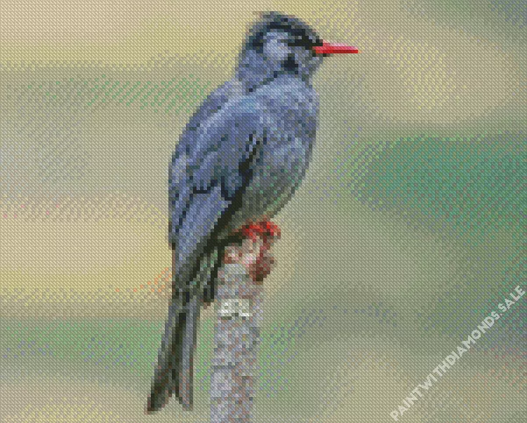Black Bulbul Diamond By Numbers Black Bulbul Diamond Painting