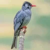 Black Bulbul Diamond Painting