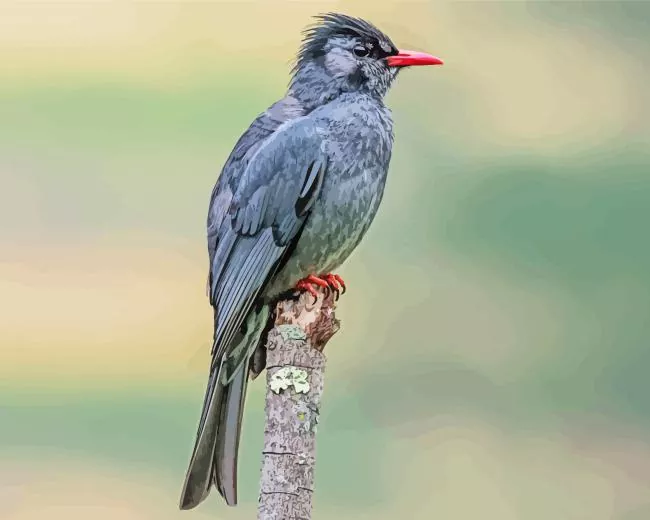 Black Bulbul Diamond Paints Black Bulbul Diamond Painting