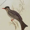 Black Bulbul Art Diamond Painting