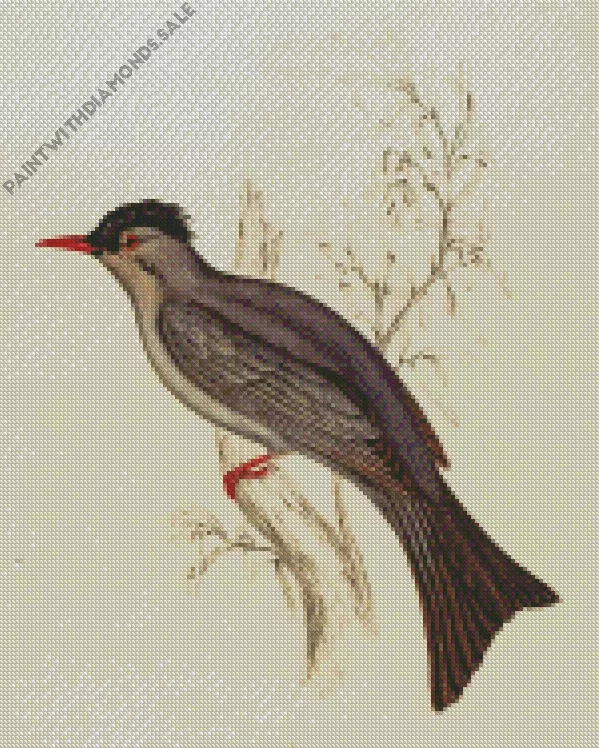 Black Bulbul art Diamond By Numbers Black Bulbul Art Diamond Painting