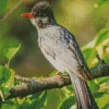Black Bulbul Bird Diamond Painting