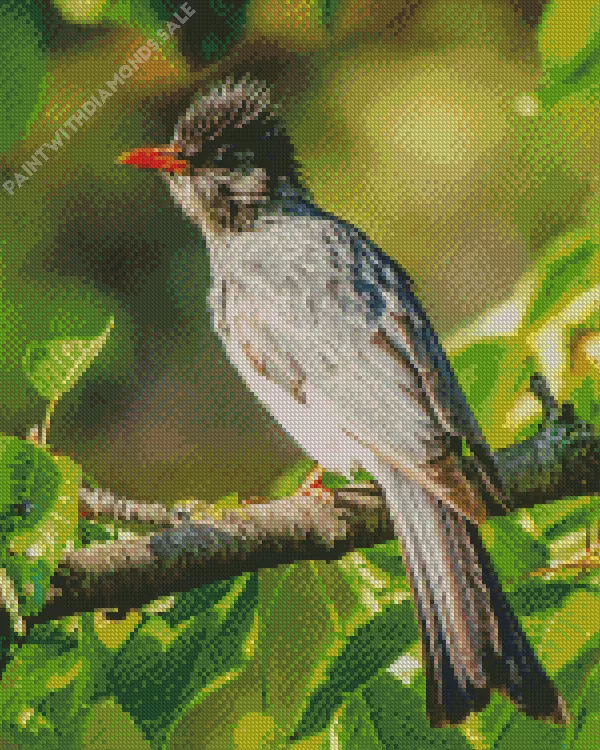 Black Bulbul bird Diamond By Numbers Black Bulbul Bird Diamond Painting