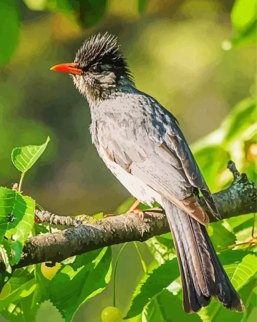 Black Bulbul bird Diamond Paints Black Bulbul Bird Diamond Painting