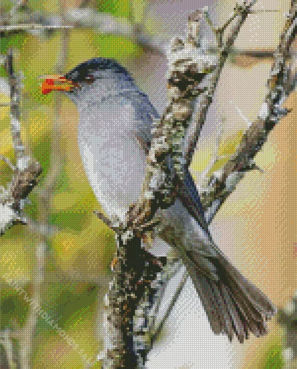 Black Bulbul eating Diamond By Numbers Black Bulbul Eating Diamond Painting