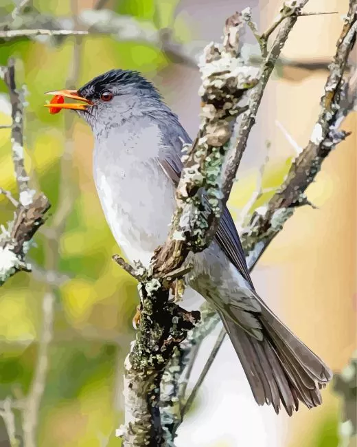 Black Bulbul eating Diamond Paints Black Bulbul Eating Diamond Painting
