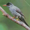 Black Bulbul On A Branch Diamond Painting