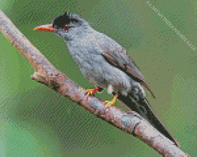 Black Bulbul on a branch Diamond By Numbers Black Bulbul On A Branch Diamond Painting