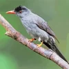 Black Bulbul On A Branch Diamond Painting