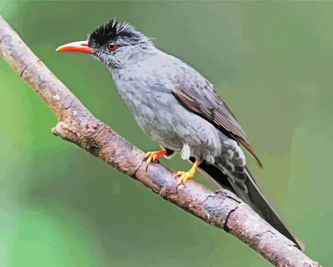 Black Bulbul on a branch Diamond Paints Black Bulbul On A Branch Diamond Painting