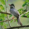 Black Bulbul On A Tree Branch Diamond Painting