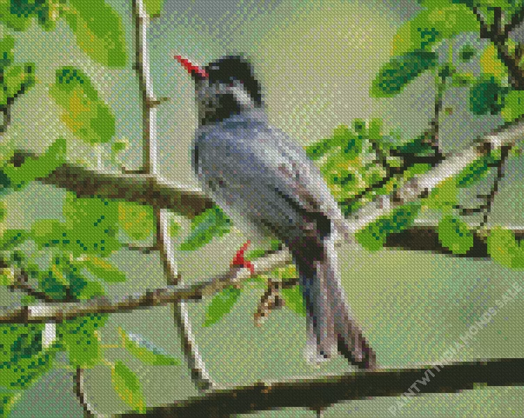 Black Bulbul on a tree branch Diamond By Numbers Black Bulbul On A Tree Branch Diamond Painting