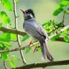 Black Bulbul On A Tree Branch Diamond Painting