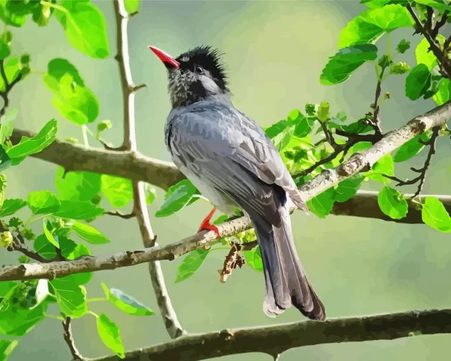 Black Bulbul on a tree branch Diamond Paints Black Bulbul On A Tree Branch Diamond Painting