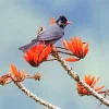 Black Bulbul On Floral Branches Diamond Painting