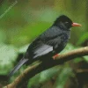 Black Bulbul With Gray Wings Diamond Painting