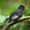 Black Bulbul With Gray Wings Diamond Painting