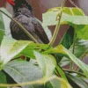 Black Bulbul With Green Leaves Diamond Painting