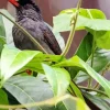 Black Bulbul With Green Leaves Diamond Painting