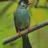 Black Bulbul With Red Beak Diamond Painting