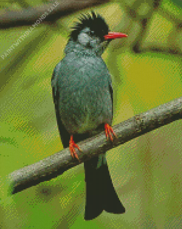 Black Bulbul with red beak Diamond By Numbers Black Bulbul With Red Beak Diamond Painting