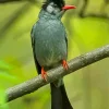 Black Bulbul With Red Beak Diamond Painting