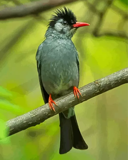 Black Bulbul with red beak Diamond Paints Black Bulbul With Red Beak Diamond Painting