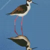 Black Necked Stilt Diamond Painting