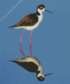 Black Necked Stilt Diamond Painting