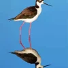 Black Necked Stilt Diamond Painting