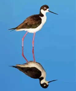 Black Necked Stilt Diamond Painting