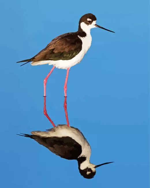 Black Necked Stilt Diamond Paints Black Necked Stilt Diamond Painting