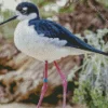 Black Necked Stilt Bird Diamond Painting