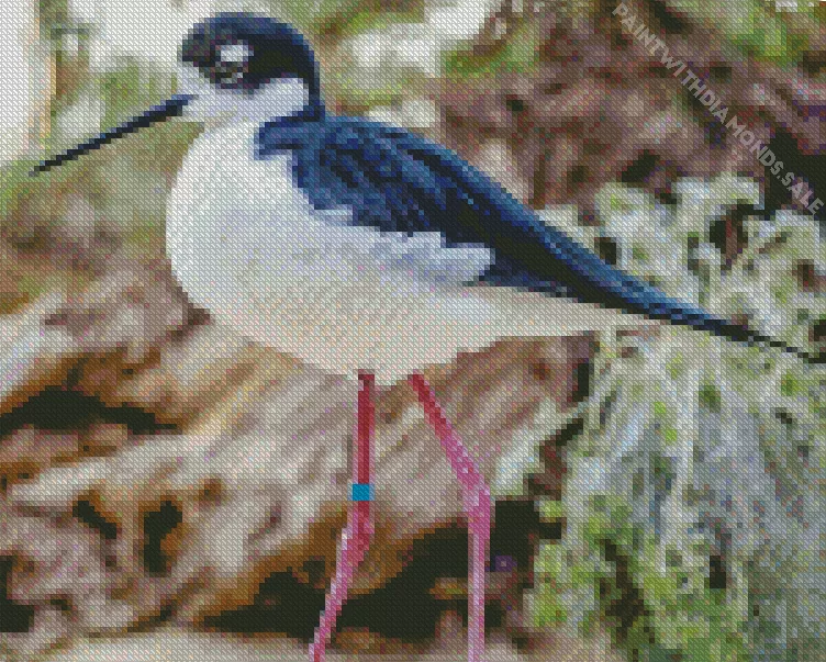 Black Necked Stilt bird Diamond By Numbers Black Necked Stilt Bird Diamond Painting