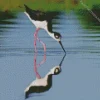 Black Necked Stilt Bird Reflection Diamond Painting