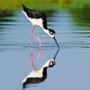 Black Necked Stilt Bird Reflection Diamond Painting