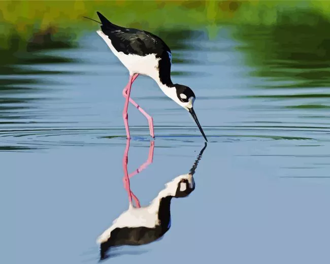 Black Necked Stilt bird reflection Diamond Paints Black Necked Stilt Bird Reflection Diamond Painting