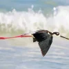 Black Necked Stilt Flying Diamond Painting