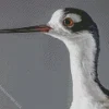 Black Necked Stilt Head Diamond Painting