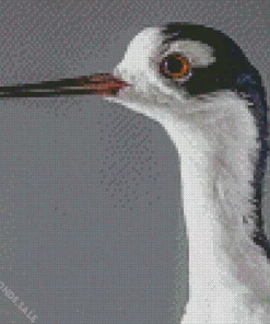 Black Necked Stilt Head Diamond Painting
