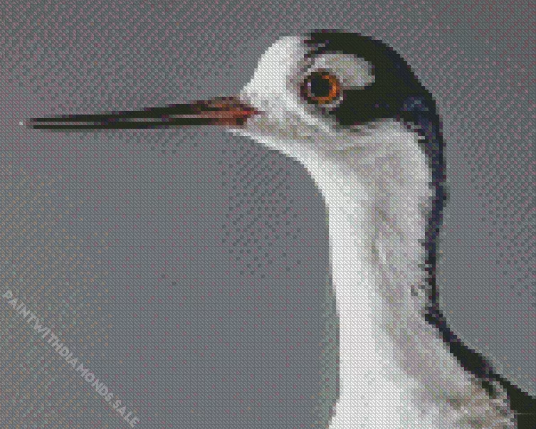 Black Necked Stilt head Diamond By Numbers Black Necked Stilt Head Diamond Painting