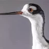 Black Necked Stilt Head Diamond Painting