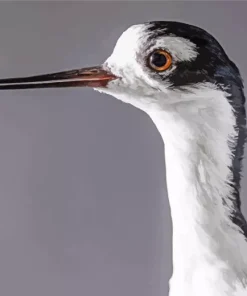 Black Necked Stilt Head Diamond Painting