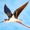 Black Necked Stilt In Flight Diamond Painting
