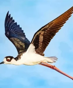Black Necked Stilt In Flight Diamond Painting