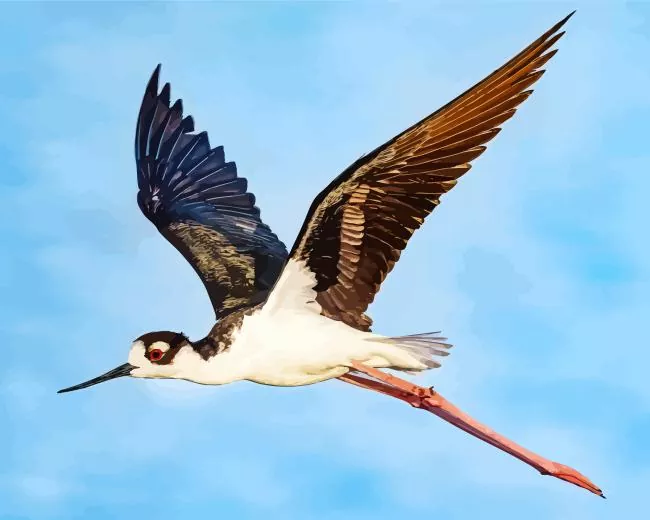 Black Necked Stilt in flight Diamond Paints Black Necked Stilt In Flight Diamond Painting