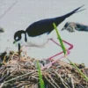 Black Necked Stilt In His Nest Diamond Painting